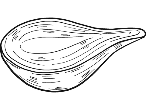 Half Onion Coloring Page